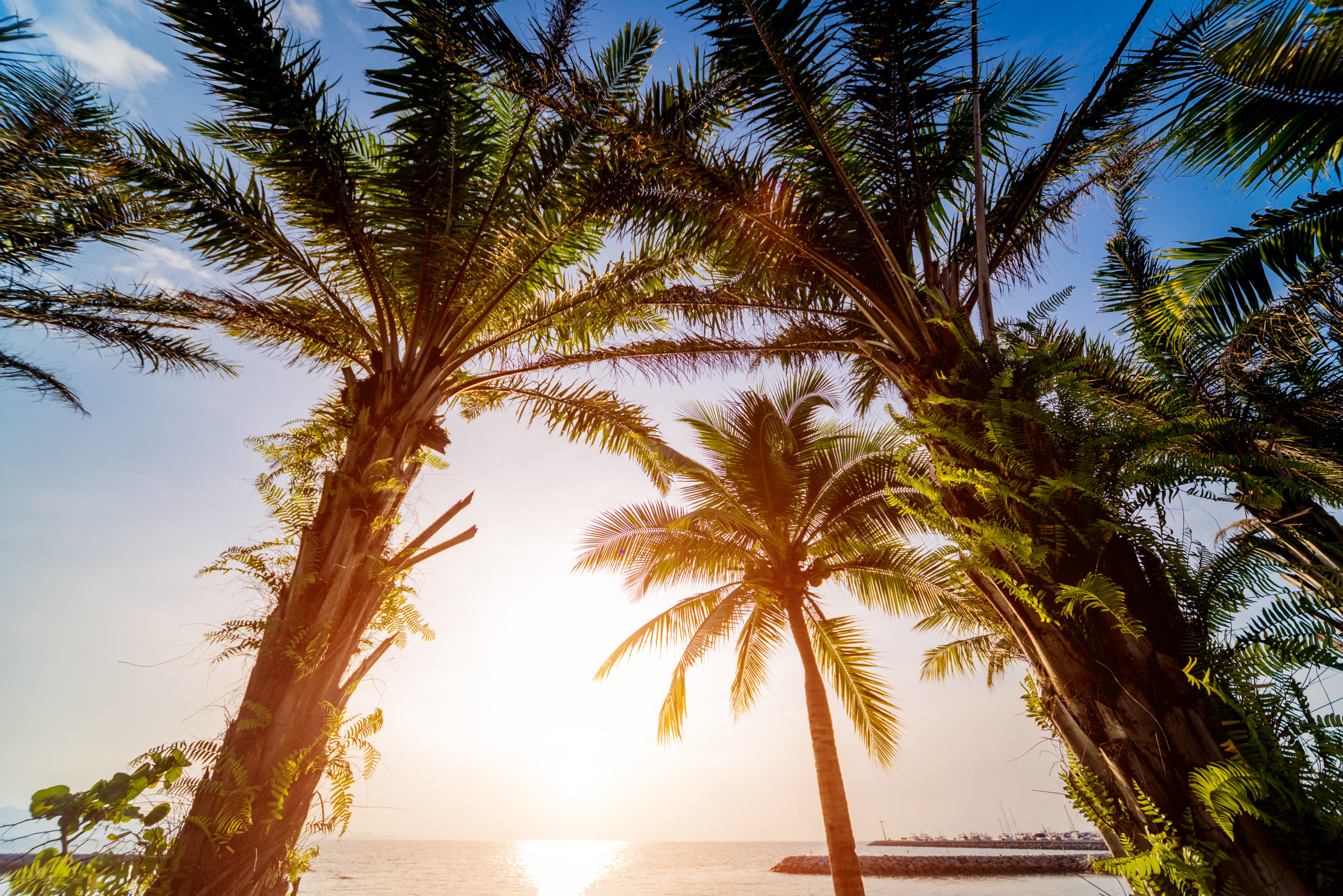 Beautiful tropical beach with palm trees. Daylight background