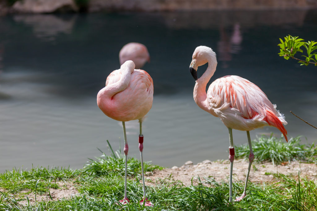 flamingo vakantie Curacao Rob Land Reizen